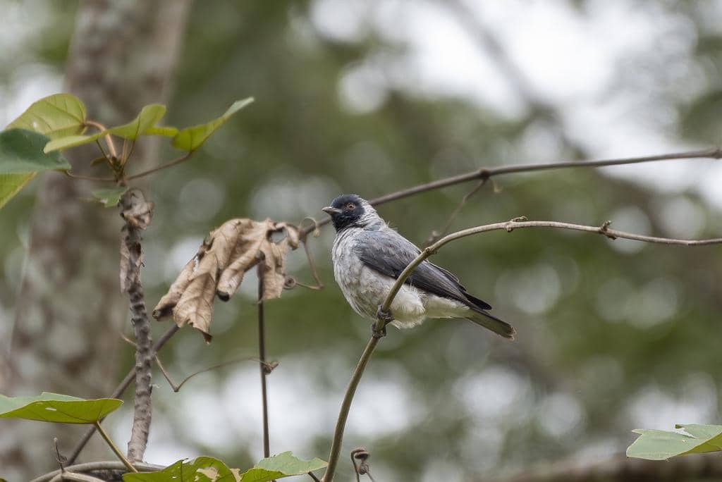 Burung Conioptilon mcilhennyi