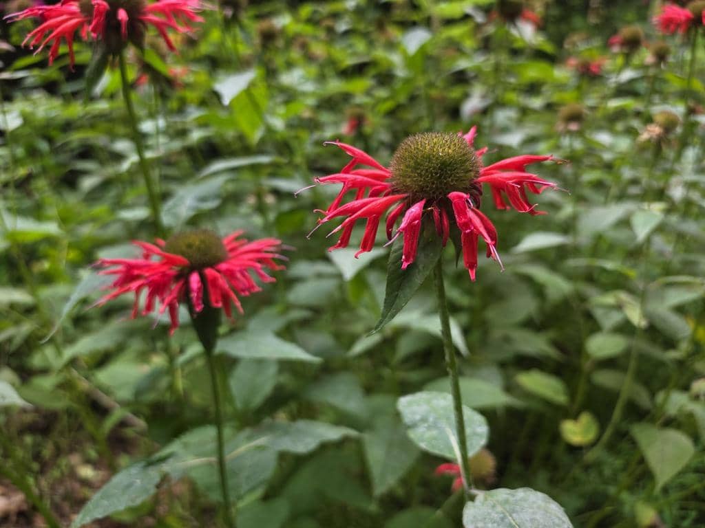 Bunga Monarda didyma
