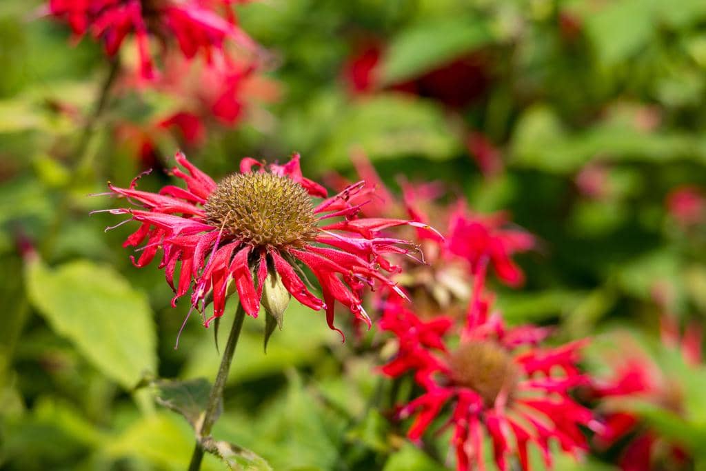 Bunga Monarda didyma