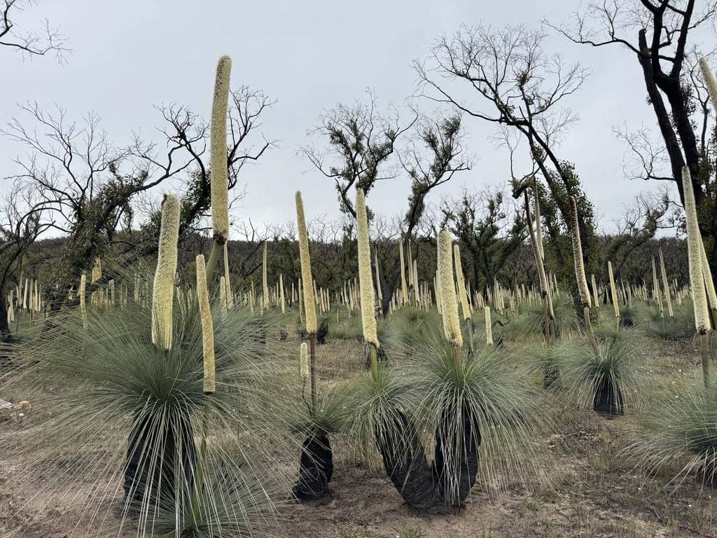 tangkai bunga grass tree menjadi sumber nektar bagi berbagai satwa liar