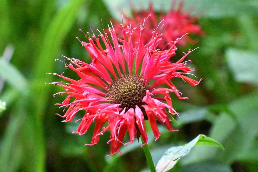 Bunga Monarda didyma