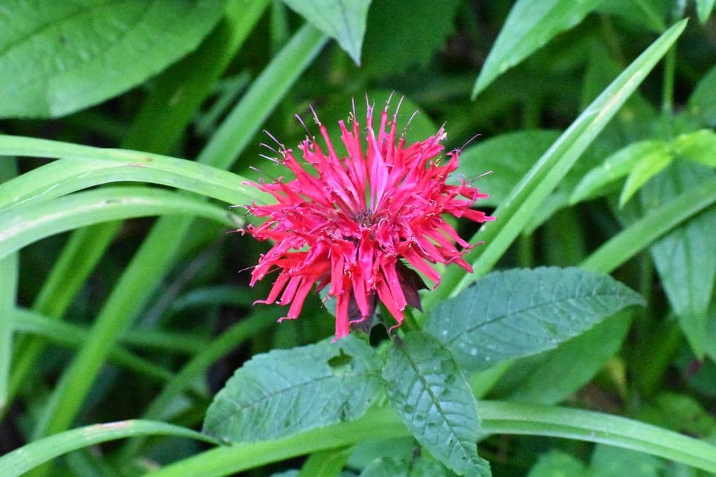 Bunga Monarda didyma