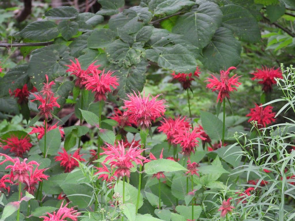 Bunga Monarda didyma