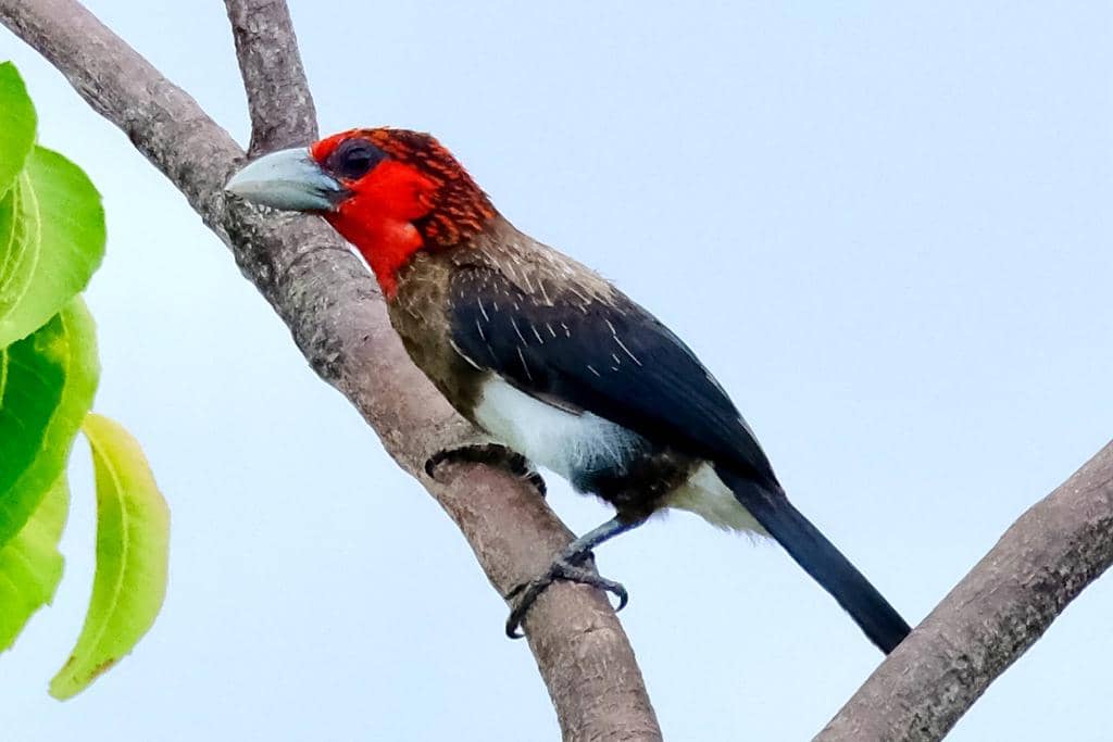 5 Fakta Brown Breasted Barbet, Burung yang Hidup di Beragam Habitat