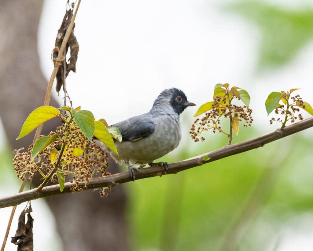 Burung Conioptilon mcilhennyi
