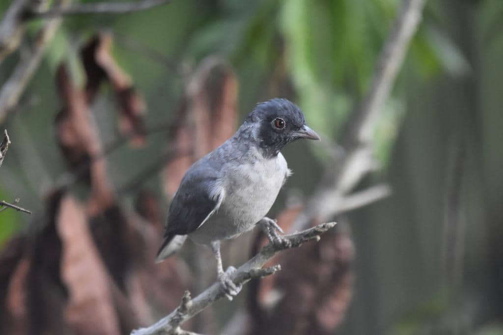 Burung Conioptilon mcilhennyi