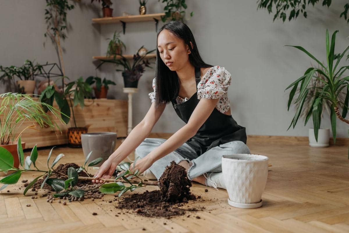 Houseplant Fatigue, Ketika Koleksi Tanaman Mulai Terasa Merepotkan
