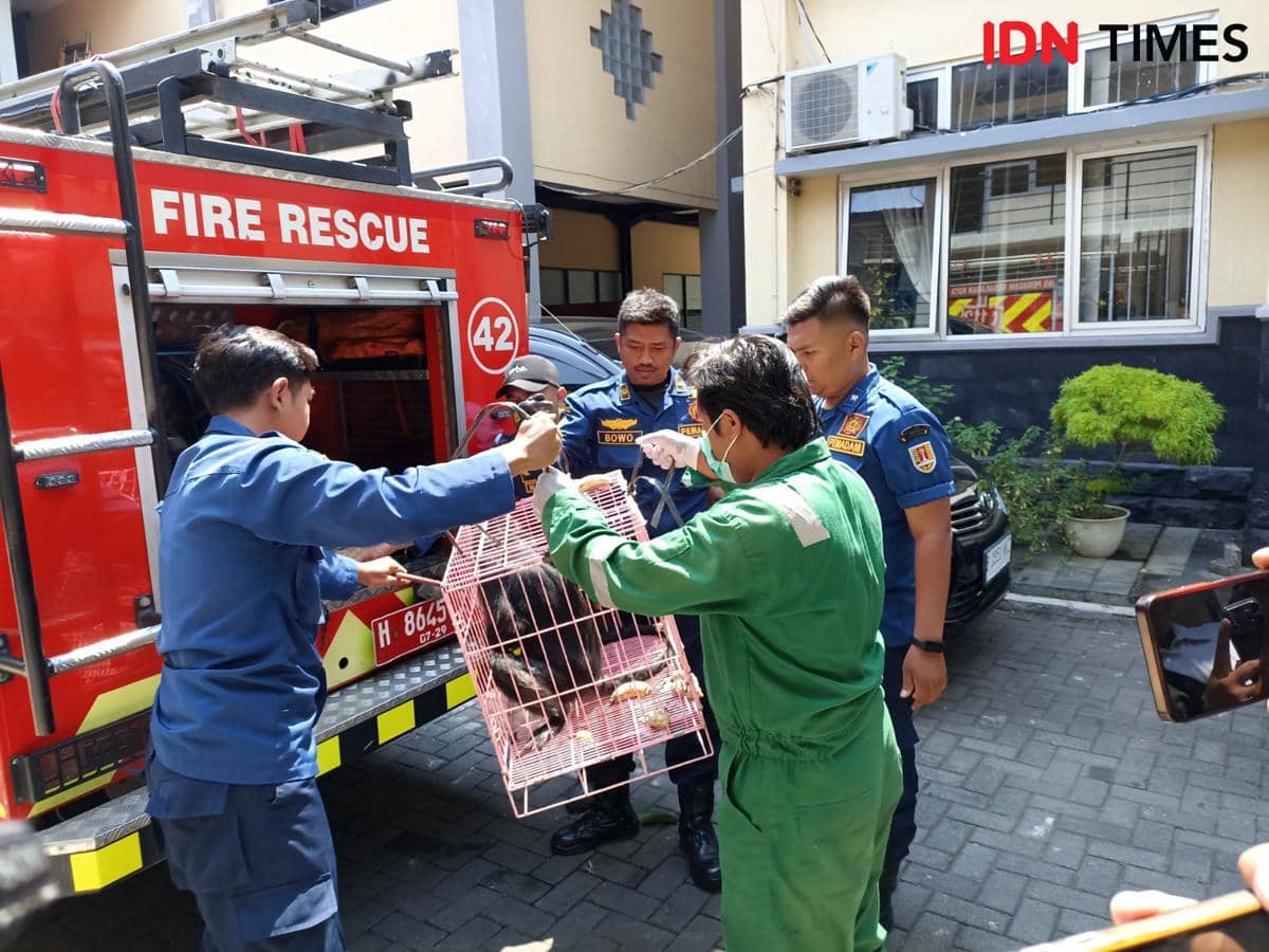Kemarau Panjang, 15 Serangan Monyet Ekor Panjang Muncul di Semarang