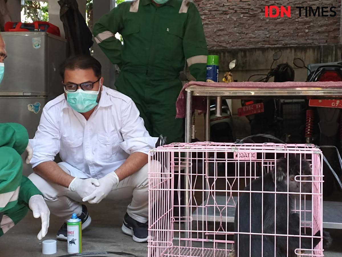 Lutung Jawa Kesetrum di Kampung Plalangan Gunungpati, Tangan Terluka