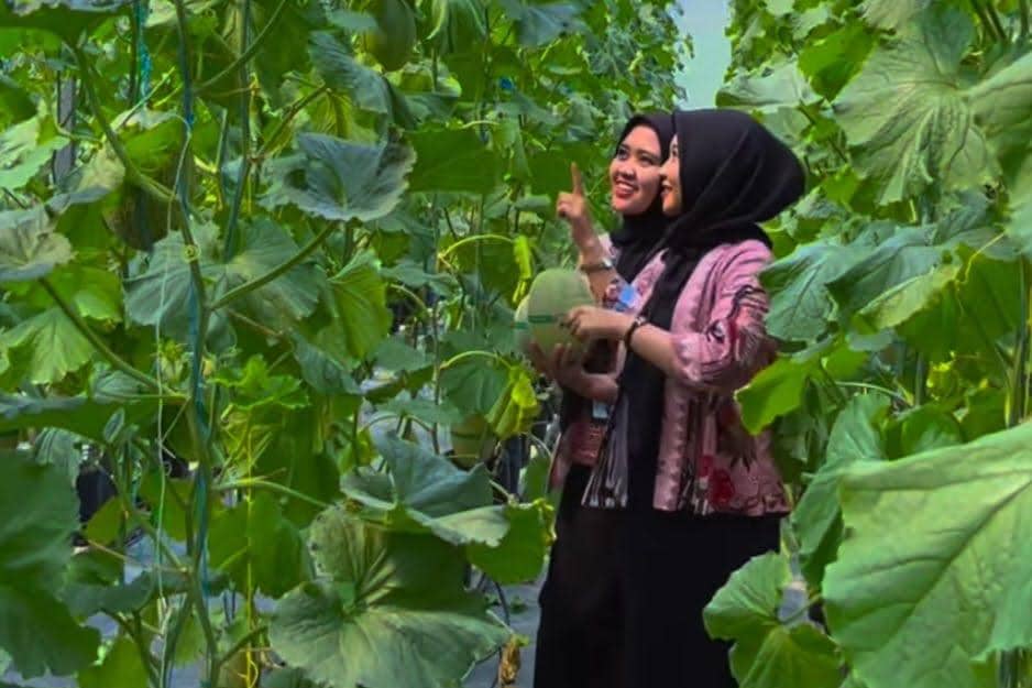 Wisata petik melon Amanah Edupark