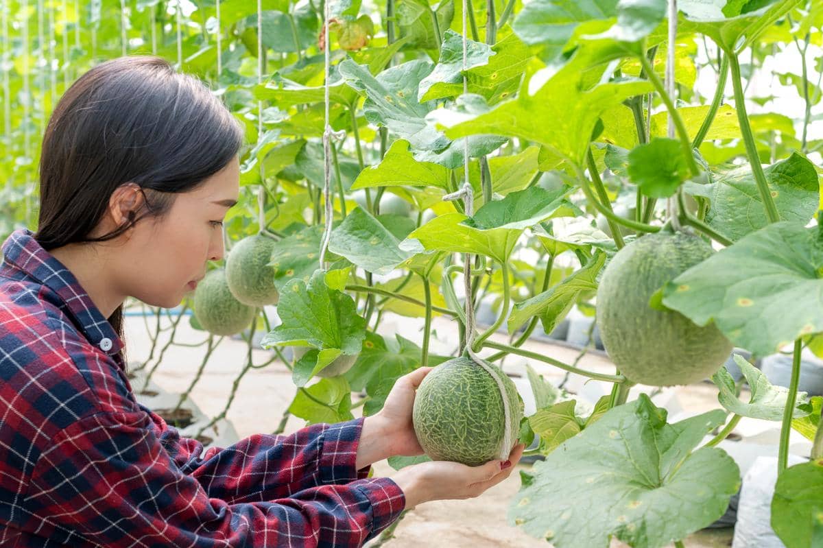 5 Wisata Petik Melon di Solo Raya yang Asyik buat Liburan