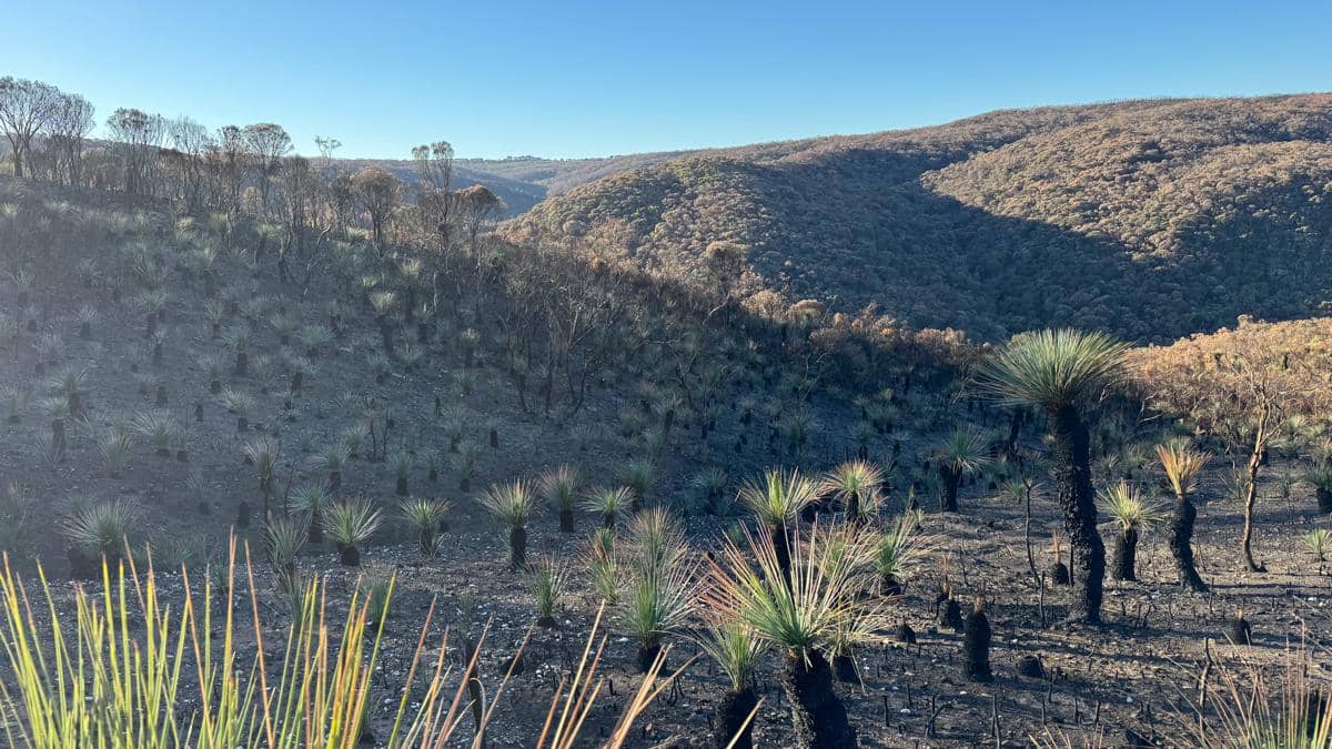 Grass tree memiliki nilai penting dalam budaya masyarakat Aborigin