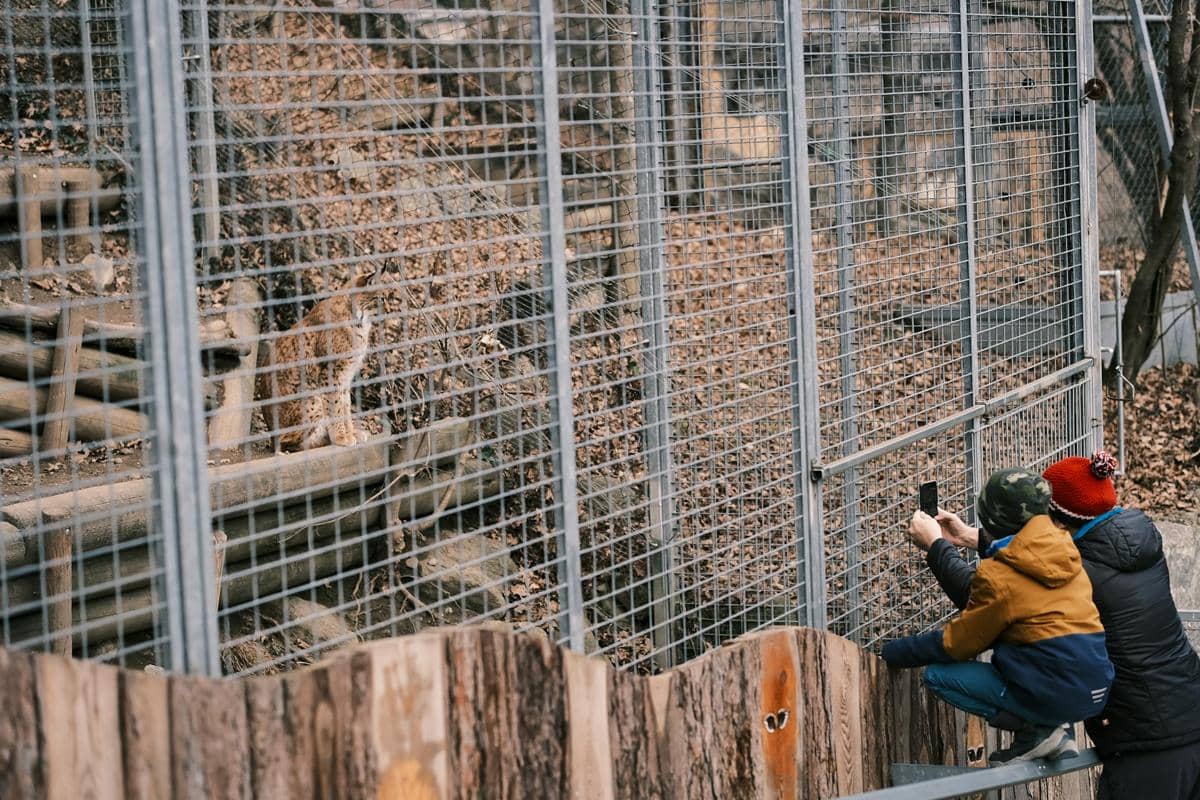 ilustrasi seekor Lynx Eurasia di Alpenzoo