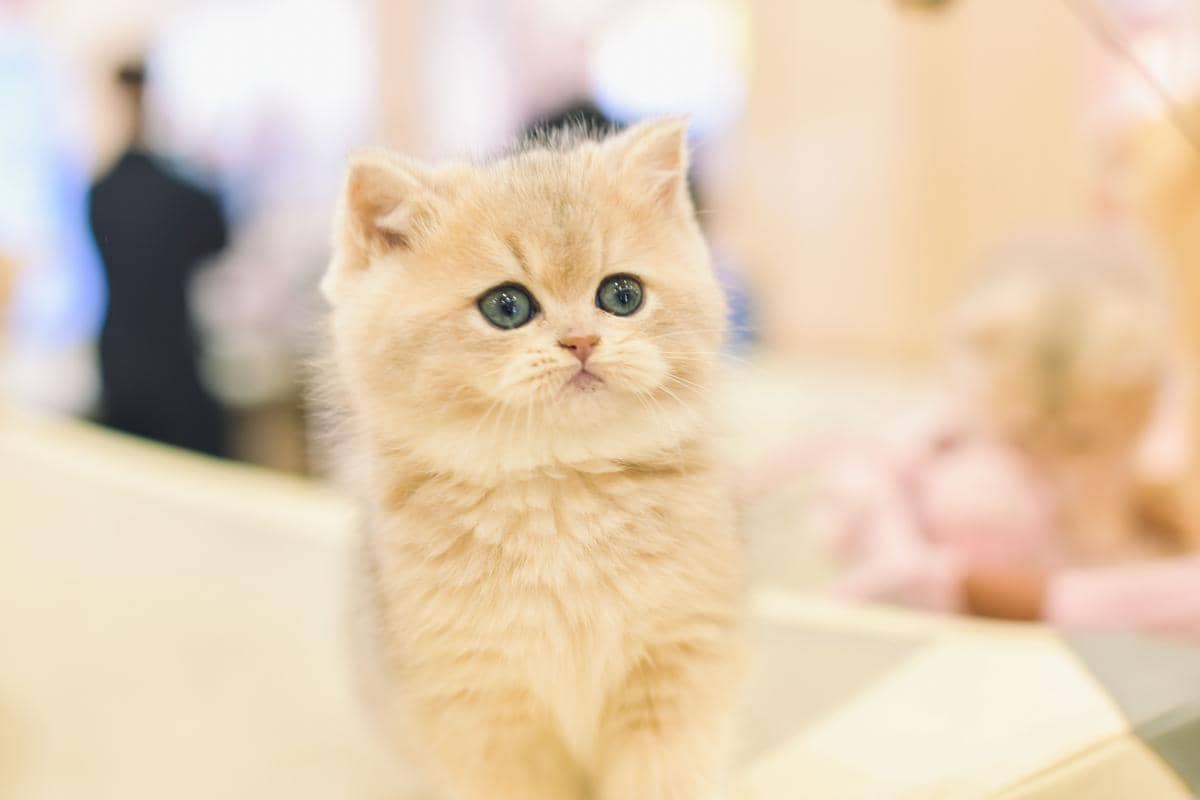 anak kucing