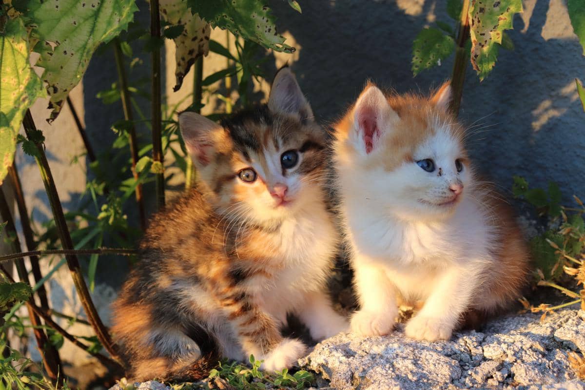 Cara Membedakan Kucing Jantan dan Betina Saat Masih Kecil