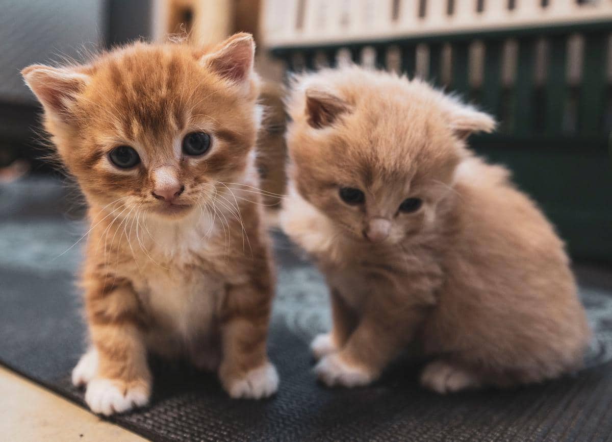 anak kucing