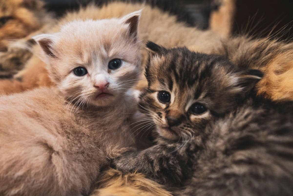 anak kucing