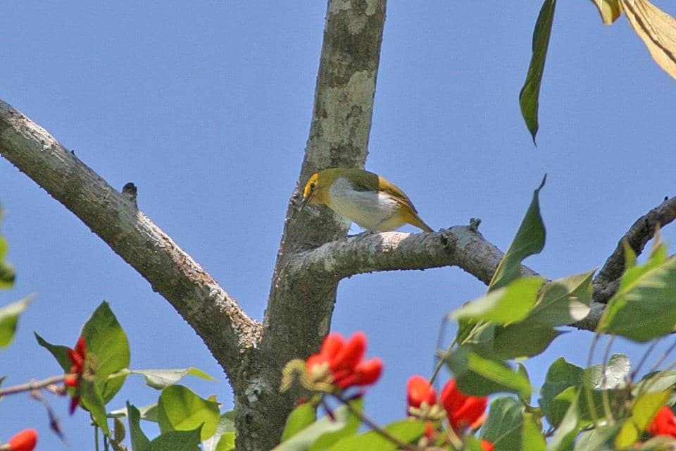 5 Fakta Opior Wallacea, Burung Mungil Warna Kuning yang Gesit