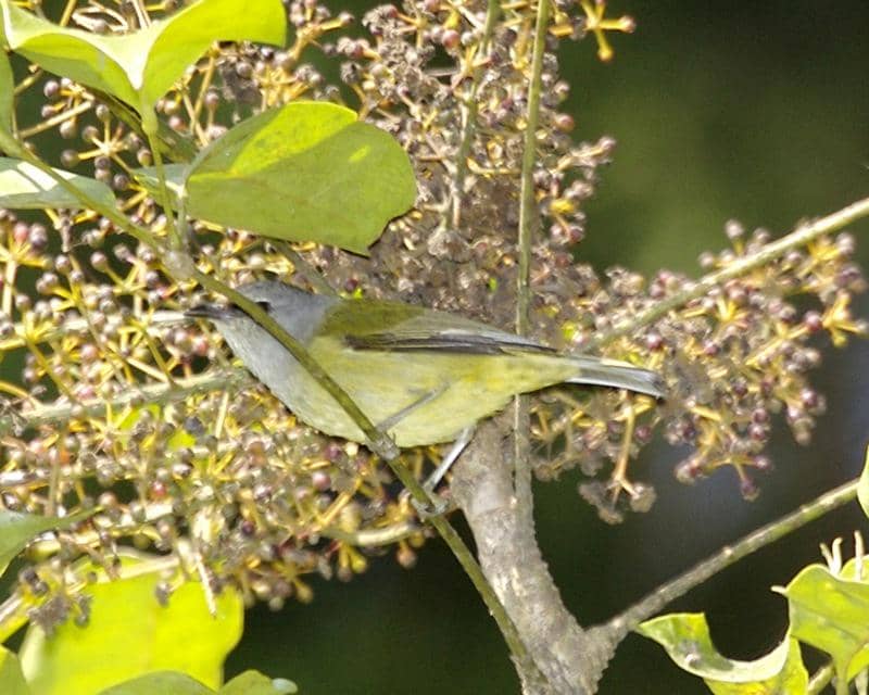 Genus Heleia