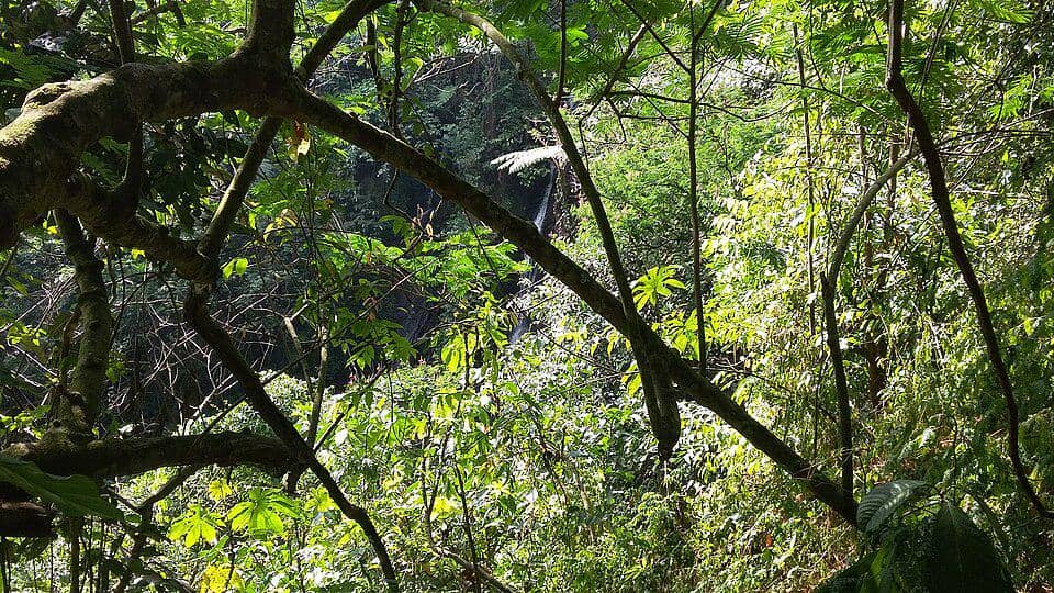 Hutan habitat opior wallacea