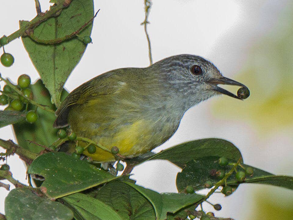 Burung genus Haleia