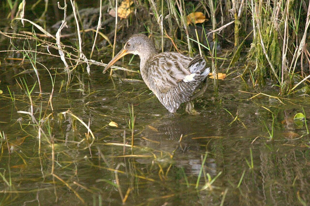 Clapper Rail