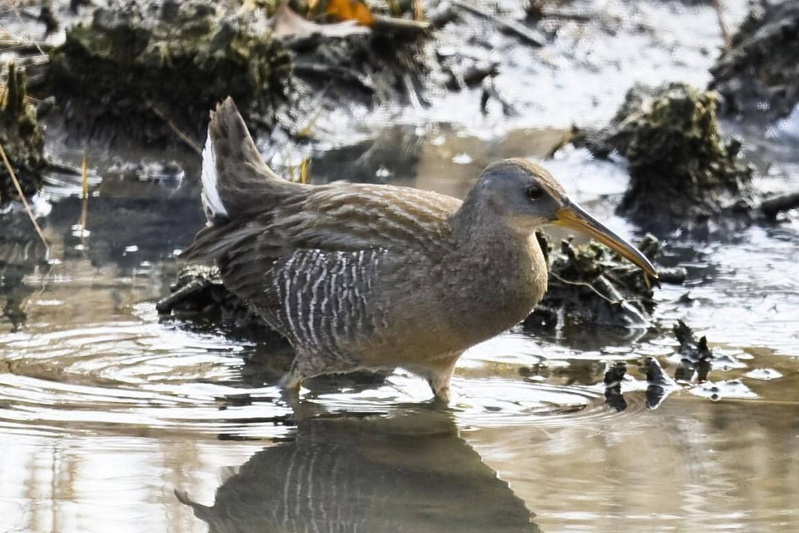 Clapper Rail