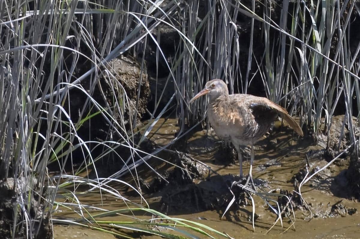 Clapper Rail