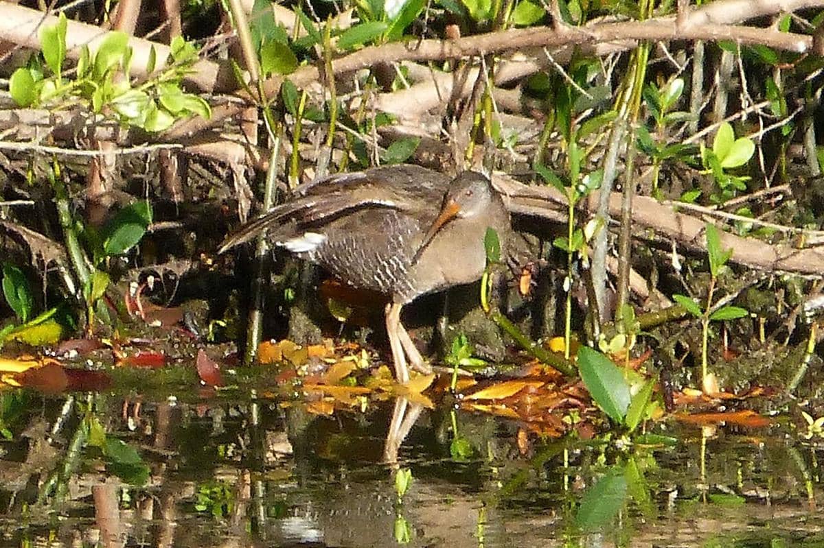 Clapper Rail
