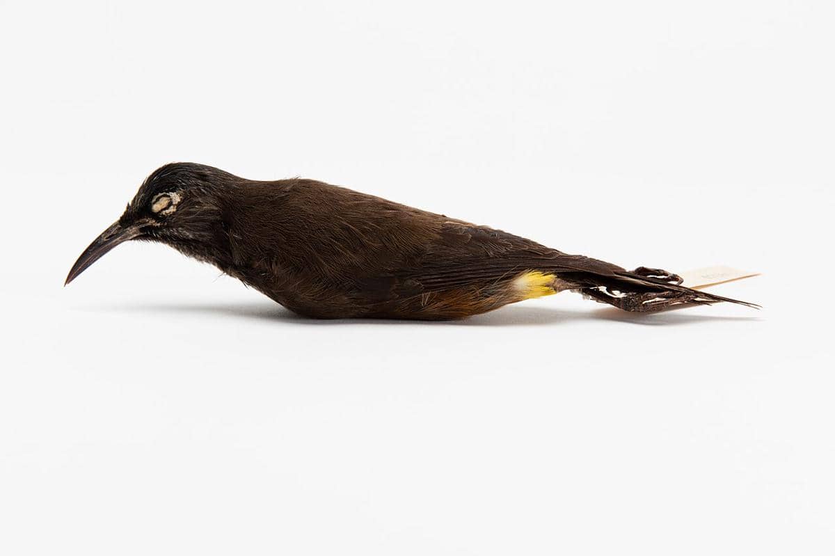 Spesimen burung Kaua‘i ʻŌʻō