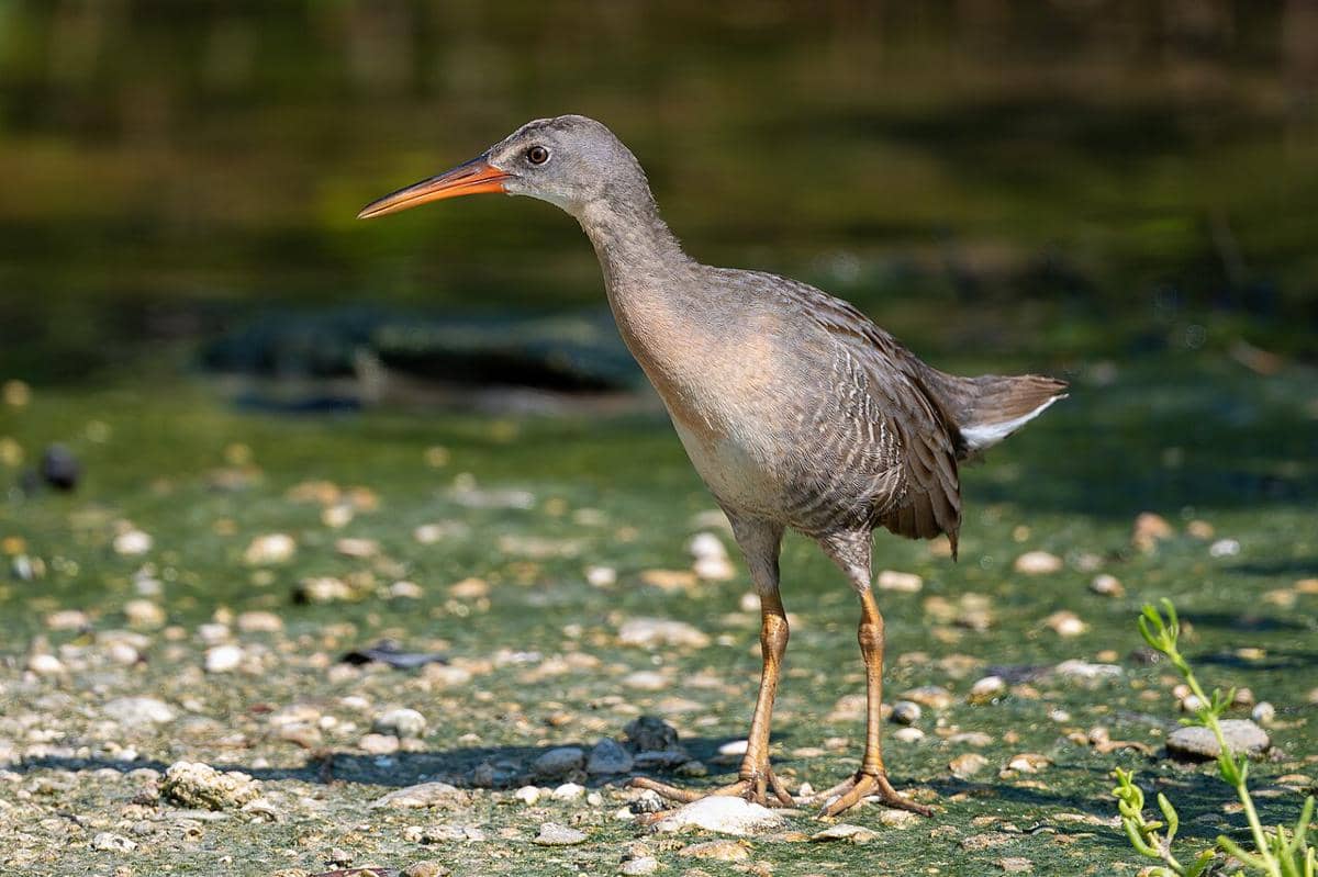 Clapper Rail