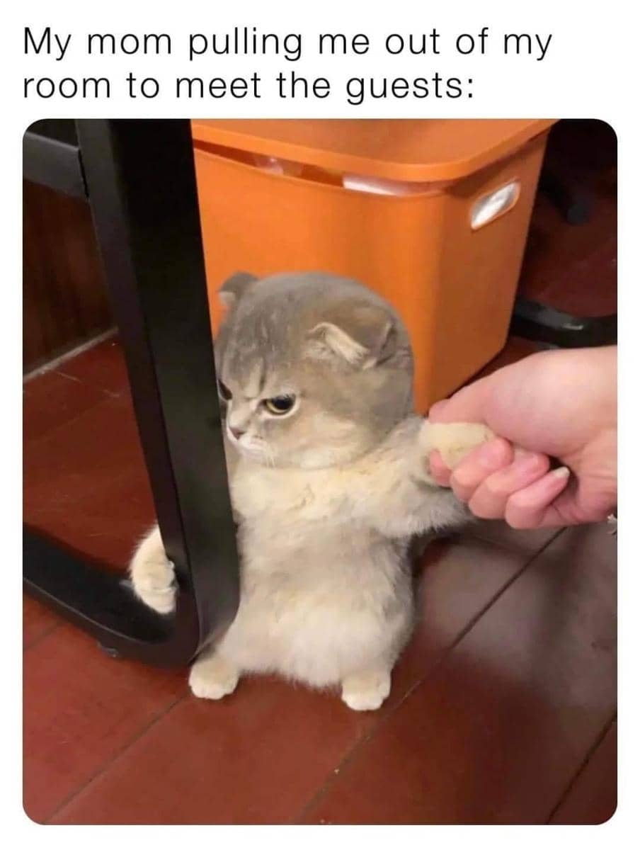 meme kucing tentang tamu