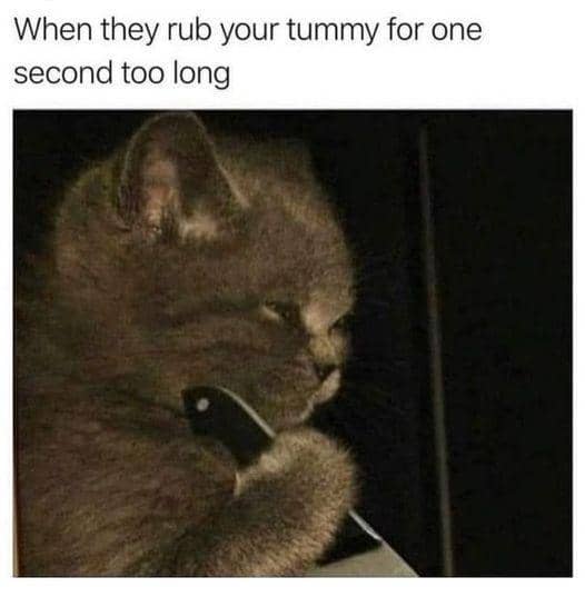 meme mengelus perut kucing