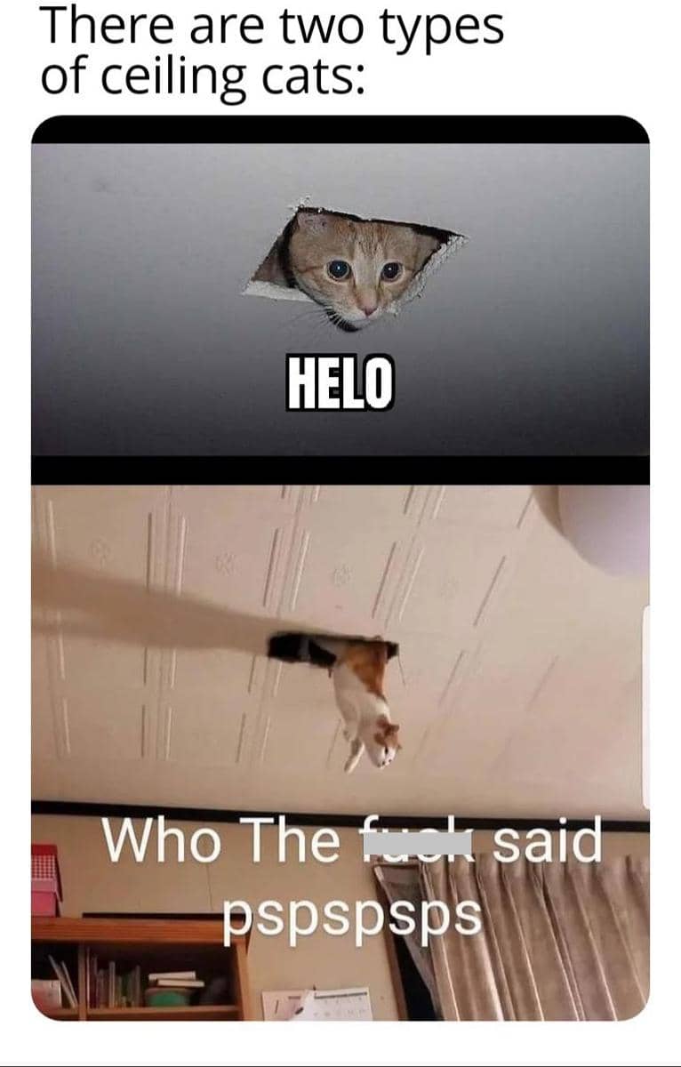 meme kucing nongkrong di plafon