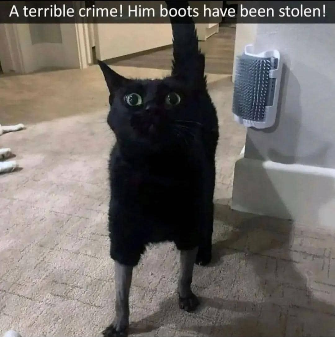 meme kucing tentang mencuri