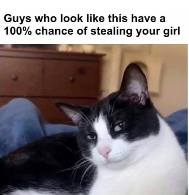 meme kucing tentang mencuri