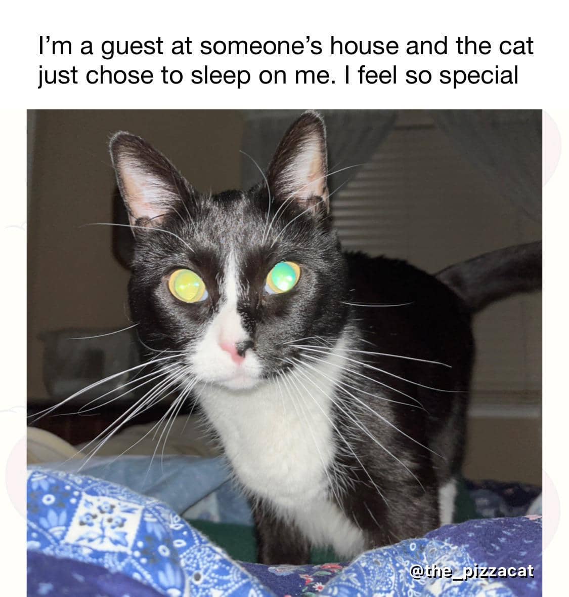 meme kucing tentang tamu