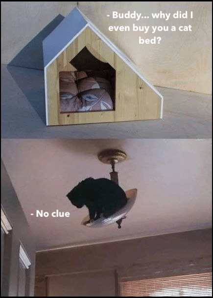meme kucing nongkrong di plafon