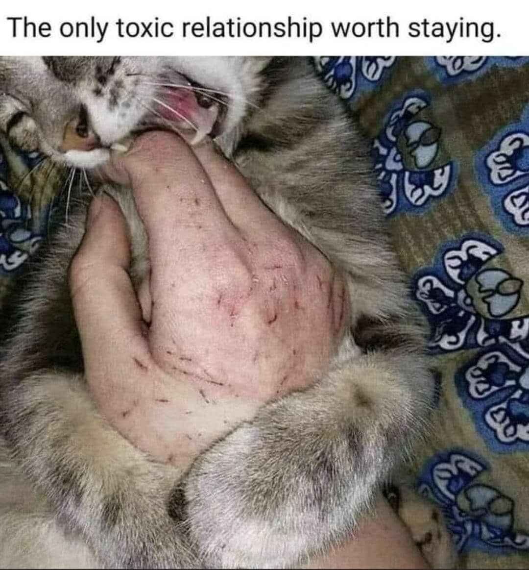 meme mengelus perut kucing