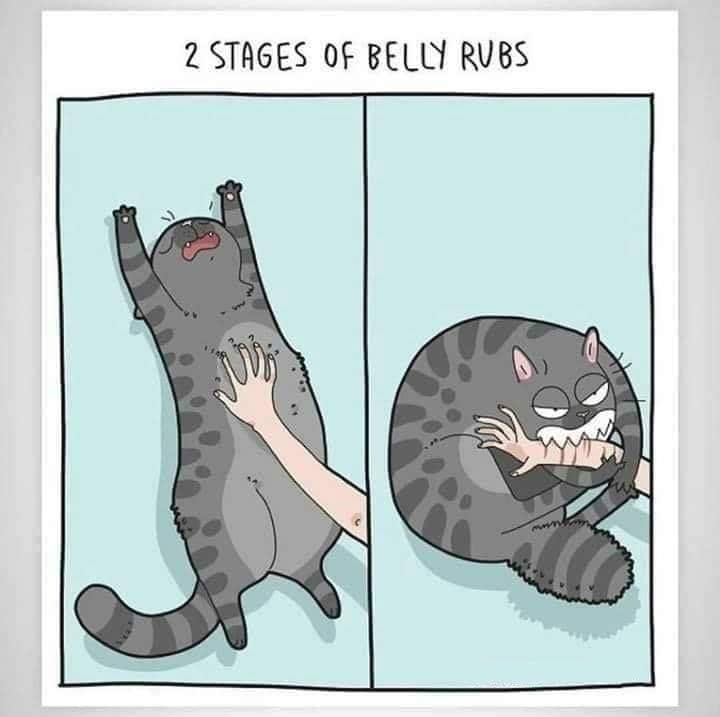 meme mengelus perut kucing