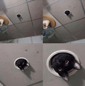 meme kucing nongkrong di plafon