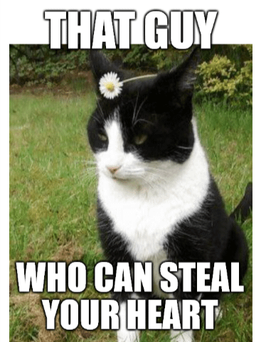 meme kucing tentang mencuri
