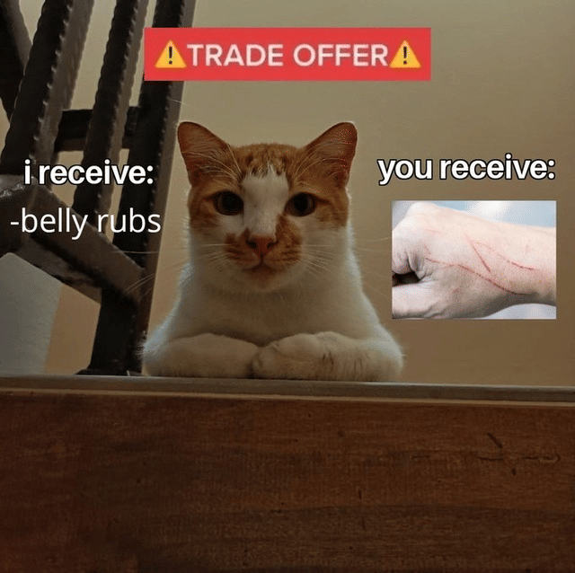 meme mengelus perut kucing