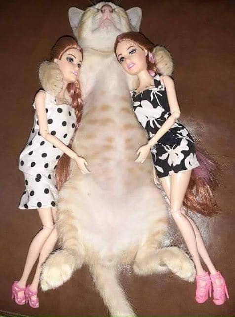 meme kucing tentang mencuri