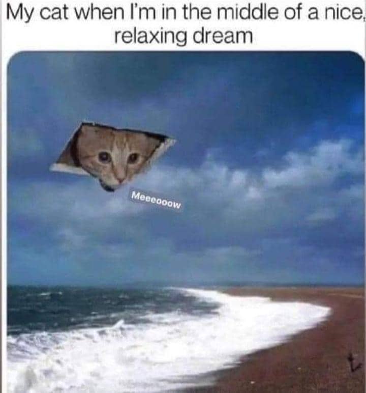 meme kucing nongkrong di plafon