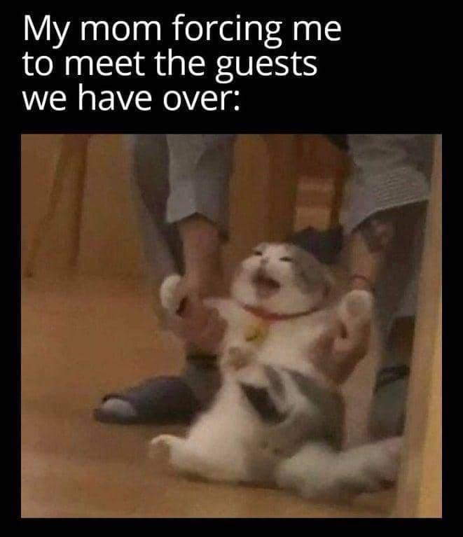 meme kucing tentang tamu