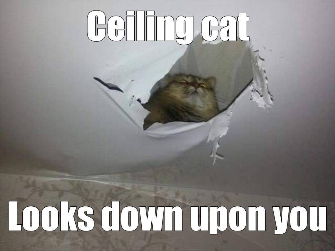 meme kucing nongkrong di plafon