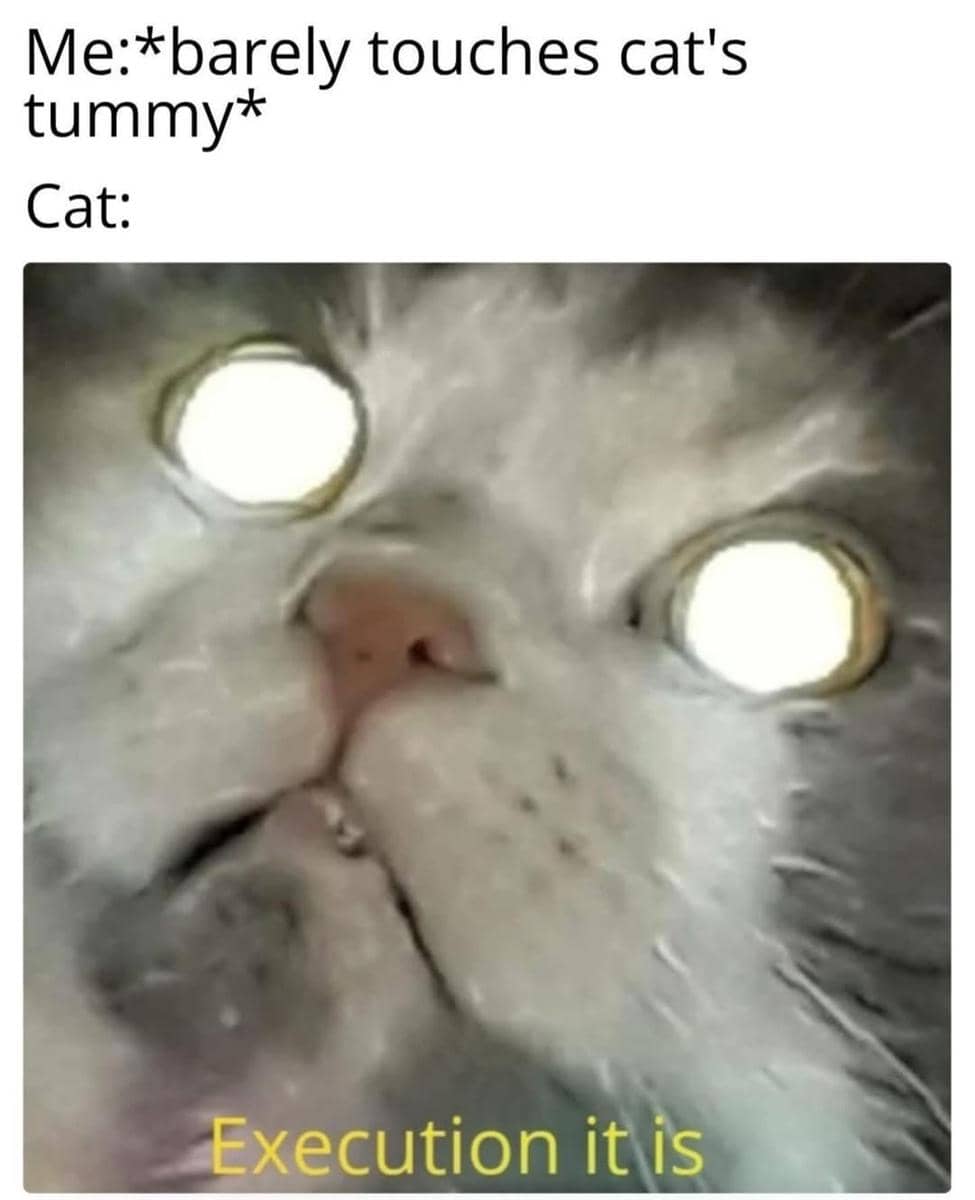 meme mengelus perut kucing