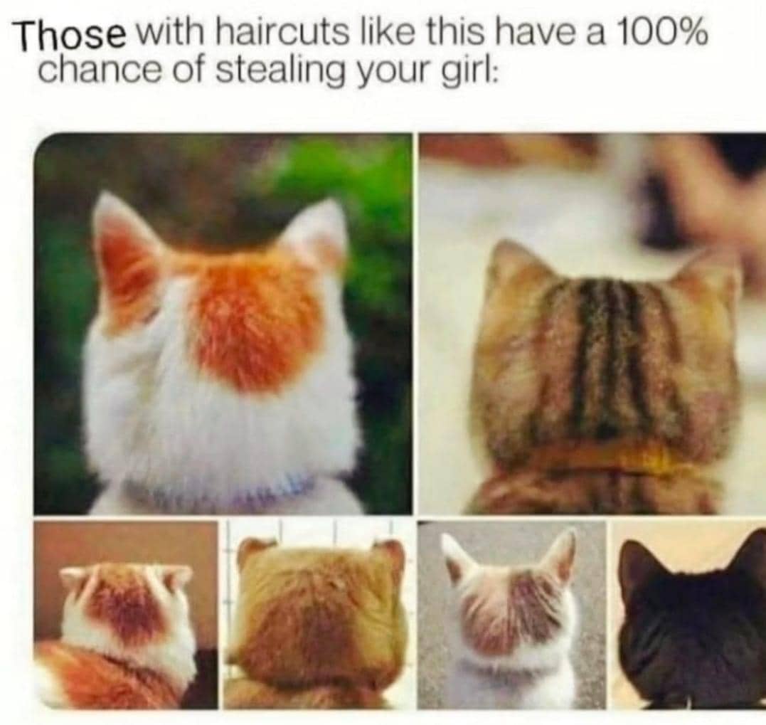 meme kucing tentang mencuri