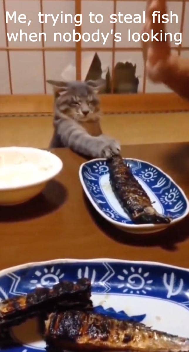 meme kucing tentang mencuri